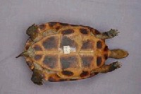 斑龜藏品圖，第6張